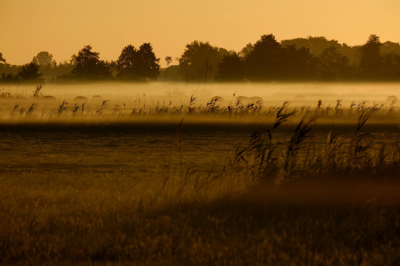 Golden sunrise over a peaceful misty field